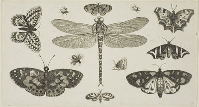 Uma libélula, joaninhas e borboletas, de Diversae Insectorum...Figurae de Wenceslaus Hollar
