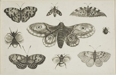 Uma mariposa, borboletas e abelhas de Wenceslaus Hollar