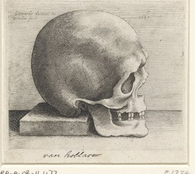 Estudo anatómico de um crânio de Wenceslaus Hollar