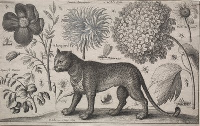 Animais e Plantas: Leopardo com Plantas e Insetos de Wenceslaus Hollar