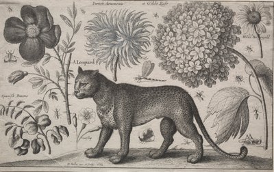 Animais e plantas: Leopardo com plantas e insetos, 1662. de Wenceslaus Hollar