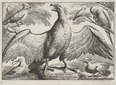 Águia
Várias aves (título da série) de Wenceslaus Hollar