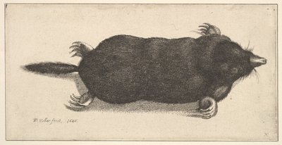 Dead Mole, 1646. de Wenceslaus Hollar