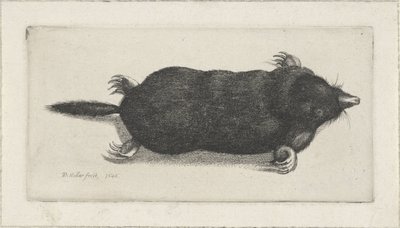 toupeira morta de Wenceslaus Hollar