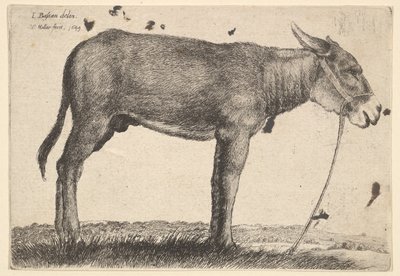 Burro, 1649. de Wenceslaus Hollar