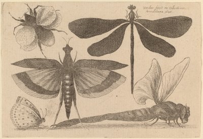 Libélulas, uma Abelha e uma Borboleta de Wenceslaus Hollar