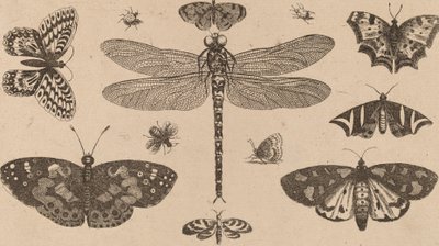 Libélulas, Joaninhas, e Borboletas. de Wenceslaus Hollar