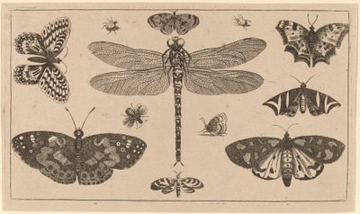 Libélulas, joaninhas e borboletas de Wenceslaus Hollar