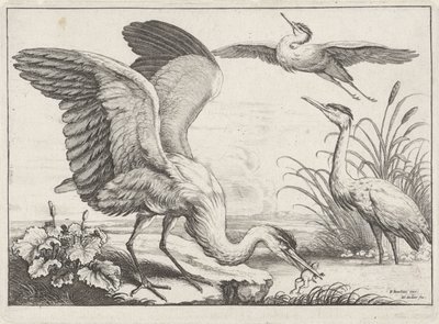 Três garças
Diversae avium species (título da série)
Várias aves (título da série) de Wenceslaus Hollar