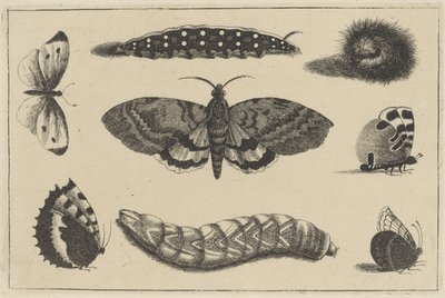 Três lagartas, uma mariposa e quatro borboletas Vários insetos (título da série) Diversae Insectorum (título da série) de Wenceslaus Hollar