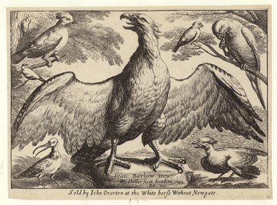 Águia e outras aves de Wenceslaus Hollar