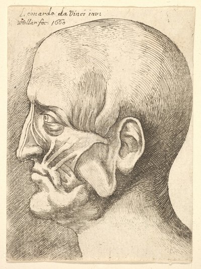 Ecorche cabeça de um homem de perfil à esquerda, 1660. de Wenceslaus Hollar