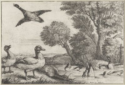 Patos
Diversae avium species (título da série)
Várias aves (título da série) de Wenceslaus Hollar