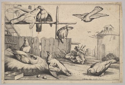 Oito pombas, 1625-77. de Wenceslaus Hollar