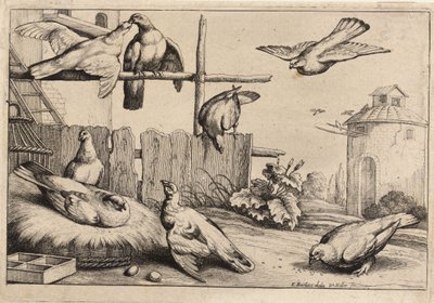Oito pombas. Estado 1 de Wenceslaus Hollar