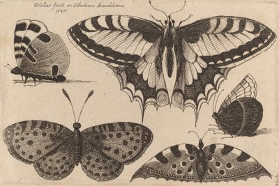 Five Butterflies, 1646. de Wenceslaus Hollar
