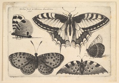 Cinco borboletas, 1646. de Wenceslaus Hollar