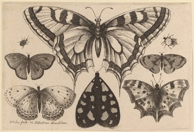 Cinco borboletas, uma mariposa, um besouro e uma aranha de Wenceslaus Hollar