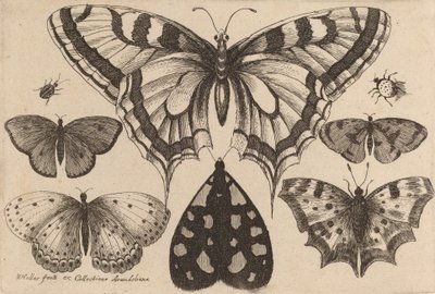 Five Butterflies, a Moth, and Two Beetles, 1646. de Wenceslaus Hollar