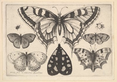 Cinco borboletas, uma mariposa e dois besouros, 1646. de Wenceslaus Hollar