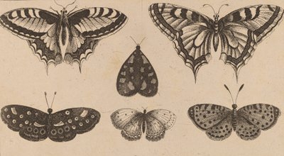 Cinco Borboletas e uma Traça. de Wenceslaus Hollar