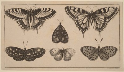 Cinco borboletas e uma traça de Wenceslaus Hollar