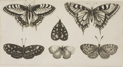 Cinco borboletas e uma mariposa de Wenceslaus Hollar