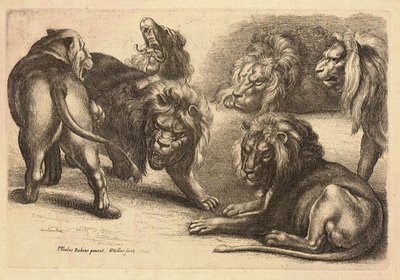 Cinco leões e uma leoa, depois de Rubens de Wenceslaus Hollar