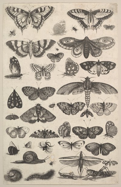 Quarenta e um insetos, incluindo mariposas e borboletas, 1625-77. de Wenceslaus Hollar