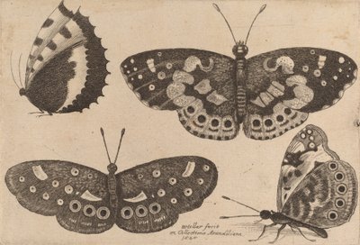 Quatro Borboletas, 1646. de Wenceslaus Hollar