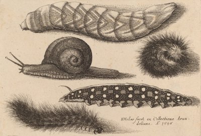 Quatro Lagartas e um Caracol, 1646. de Wenceslaus Hollar