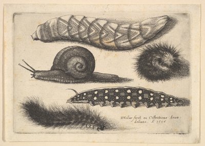 Quatro lagartas e um caracol, 1646. de Wenceslaus Hollar