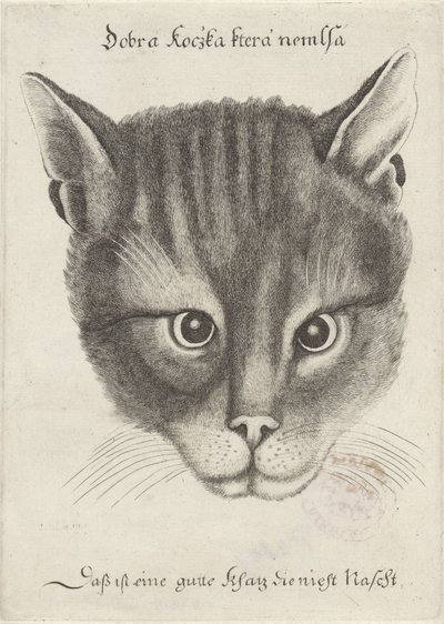 Cabeça de um gato de Wenceslaus Hollar