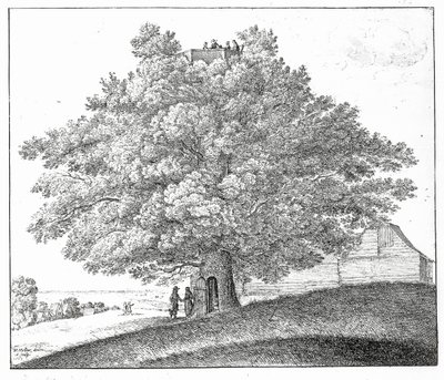 Árvore oca em Hampstead, 1663 de Wenceslaus Hollar