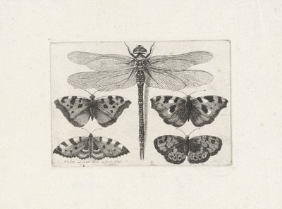 Libélula e quatro borboletas de Wenceslaus Hollar