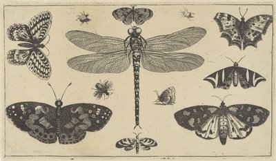 Libélula, joaninhas e borboletas Vários insetos (título da série) Diversae Insectorum (título da série) de Wenceslaus Hollar