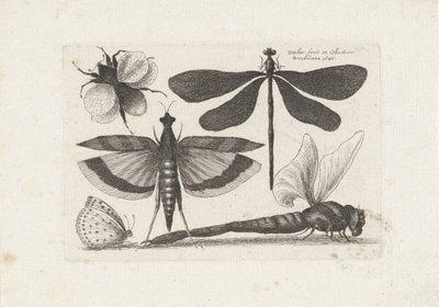 Libélulas, borboleta e uma abelha Insetos (título da série) Muscarum Scarabeorum (título da série) de Wenceslaus Hollar