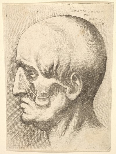 Cabeça masculina no perfil à esquerda com os músculos expostos, 1660. de Wenceslaus Hollar