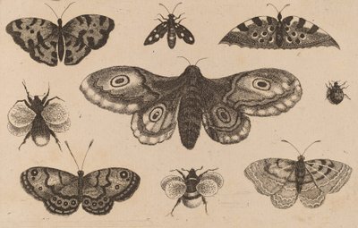 Traça, Borboleta e Abelha. de Wenceslaus Hollar