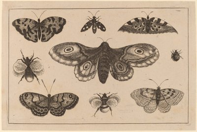 Mariposa, borboletas e abelhas de Wenceslaus Hollar