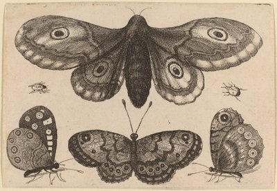 Traça, três borboletas e dois besouros de Wenceslaus Hollar
