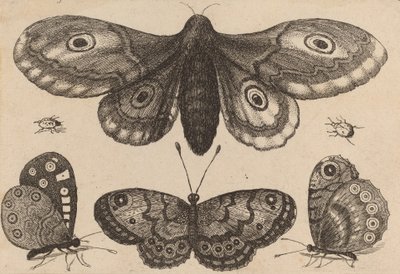 Traça, Três Borboletas, e Dois Besouros, 1646. de Wenceslaus Hollar