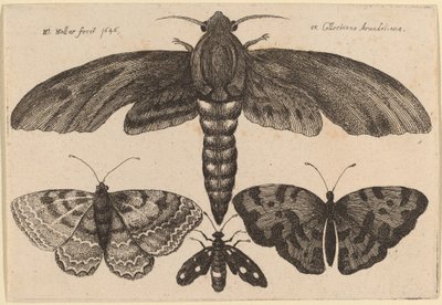 Traça e três borboletas de Wenceslaus Hollar