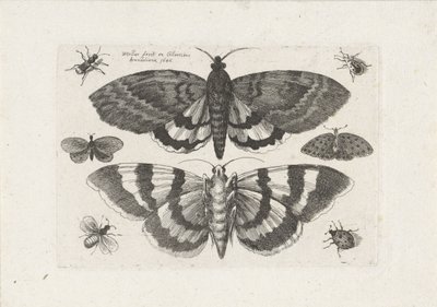 Traças e pequenos insectos
Insectos (título da série)
Muscarum Scarabeorum (título da série) de Wenceslaus Hollar