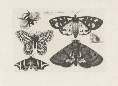 Traças, borboletas e uma abelha
Insectos (título da série)
Muscarum Scarabeorum (título da série) de Wenceslaus Hollar