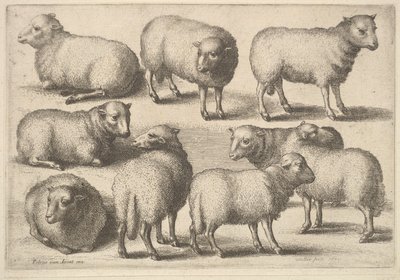 Nove ovelhas, 1646. de Wenceslaus Hollar