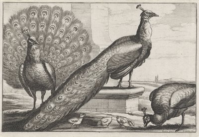 pavões Diversae avium espécies (título da série) Pássaros diferentes (título da série) de Wenceslaus Hollar