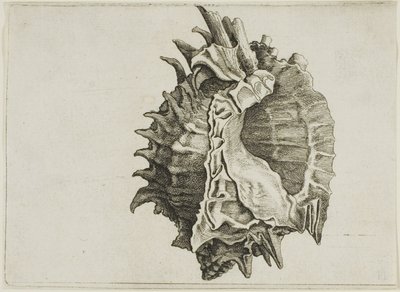 Murex de boca rosa (phyllonotus erythrostomus) de Wenceslaus Hollar