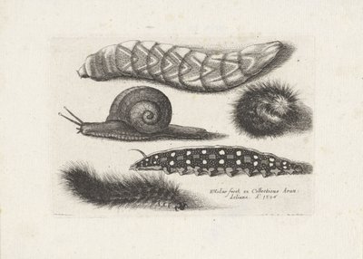 Lagartas e um caracol
Insectos (título da série)
Muscarum Scarabeorum (título da série) de Wenceslaus Hollar
