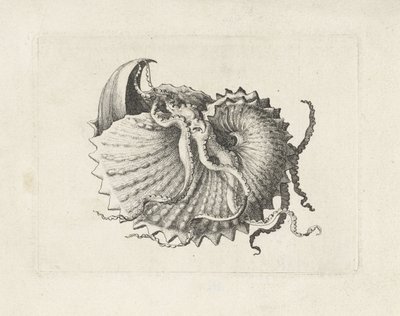 Schelp, argonauta nodosa
Schelpen (título da série) de Wenceslaus Hollar